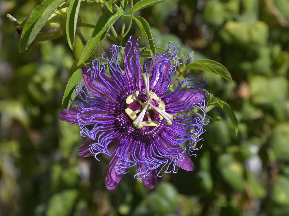 Passiflora.jpg