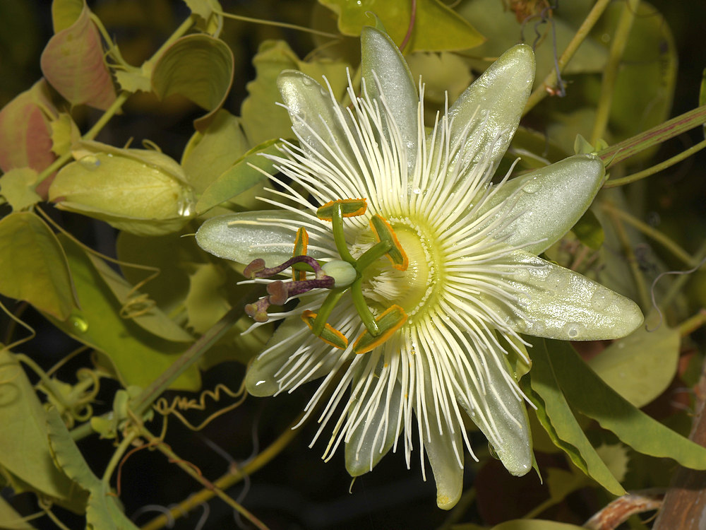 Passiflora.jpg