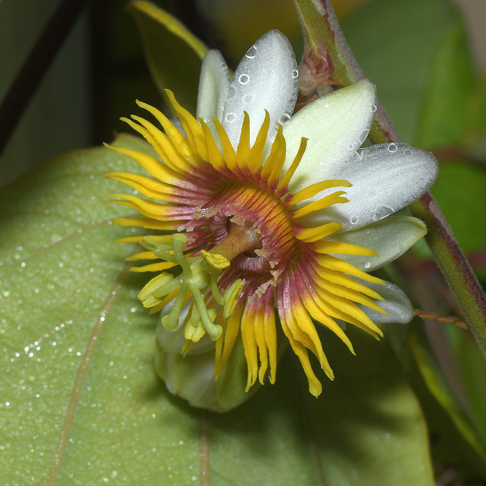 Passiflora.jpg