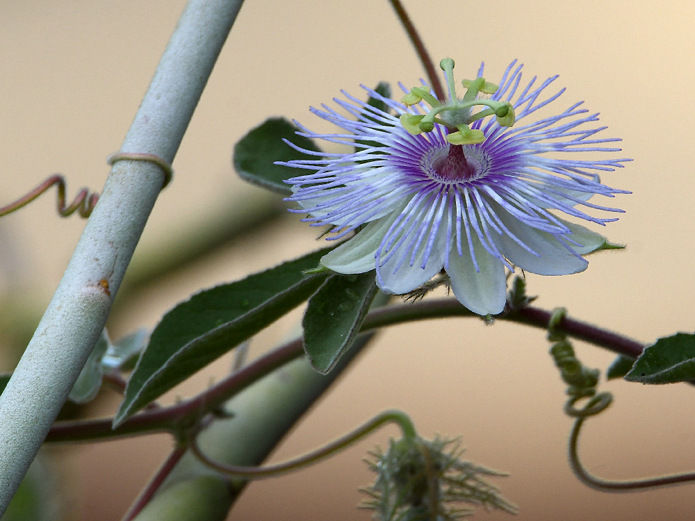 Passiflora.jpg