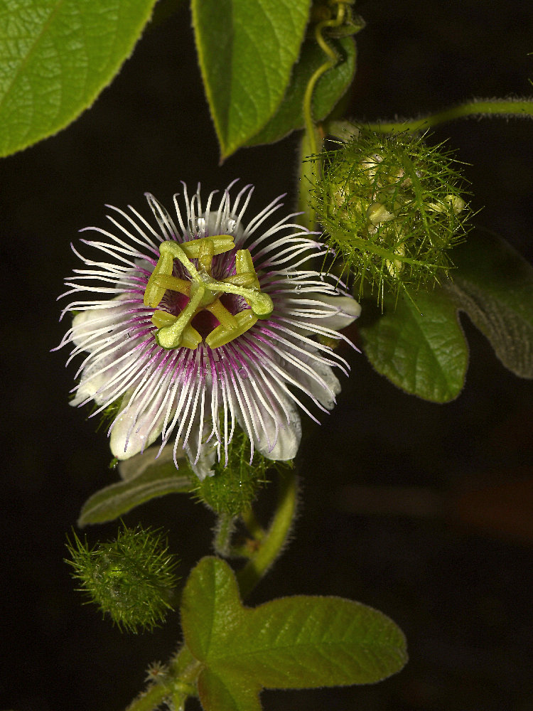 Passiflora.jpg