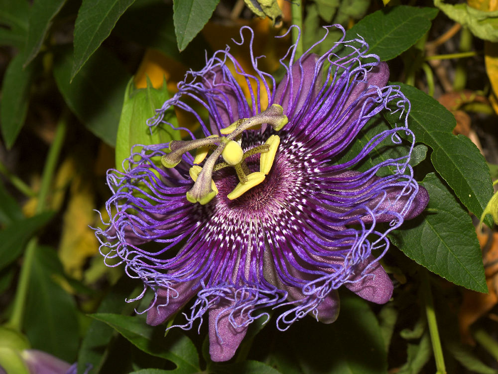 Passiflora.jpg
