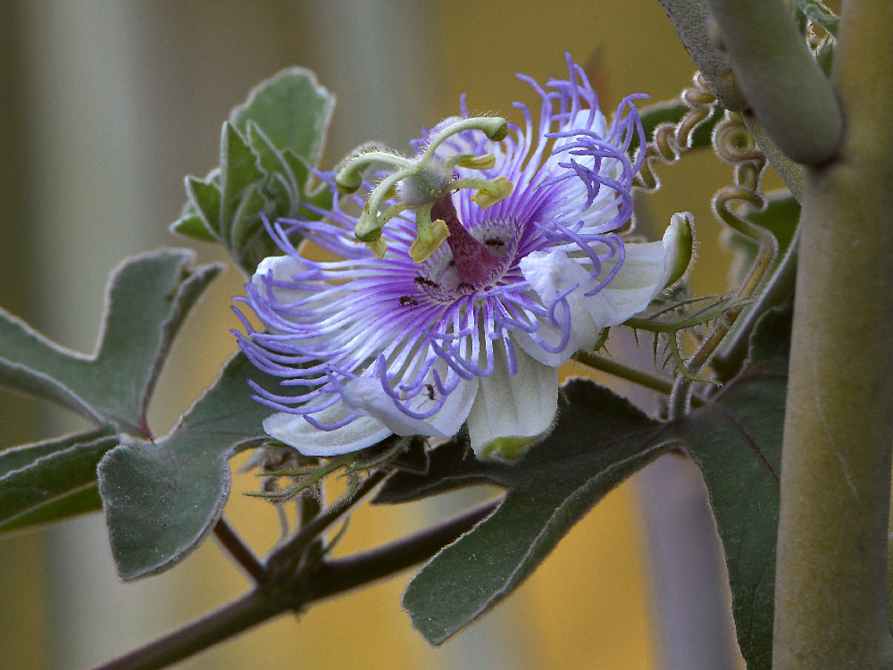 Passiflora.jpg
