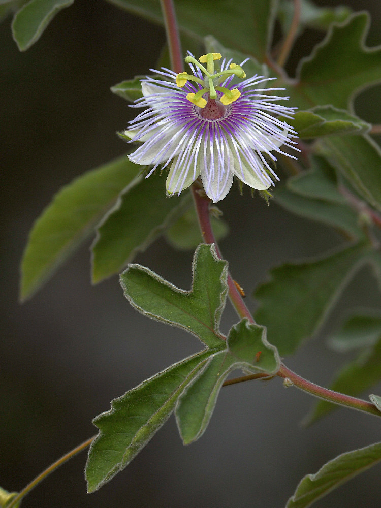 Passiflora.jpg