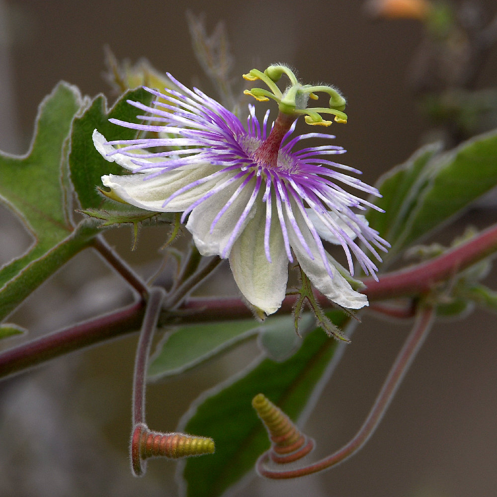 Passiflora.jpg