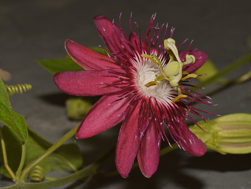 Passiflora.jpg