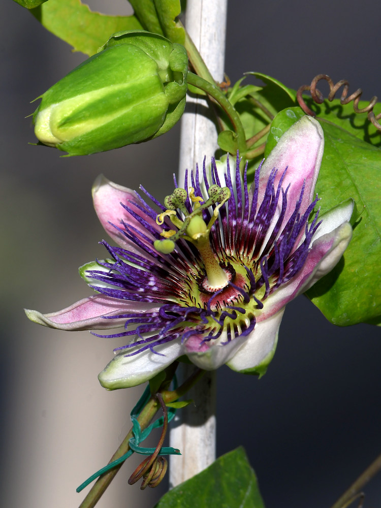 Passiflora.jpg