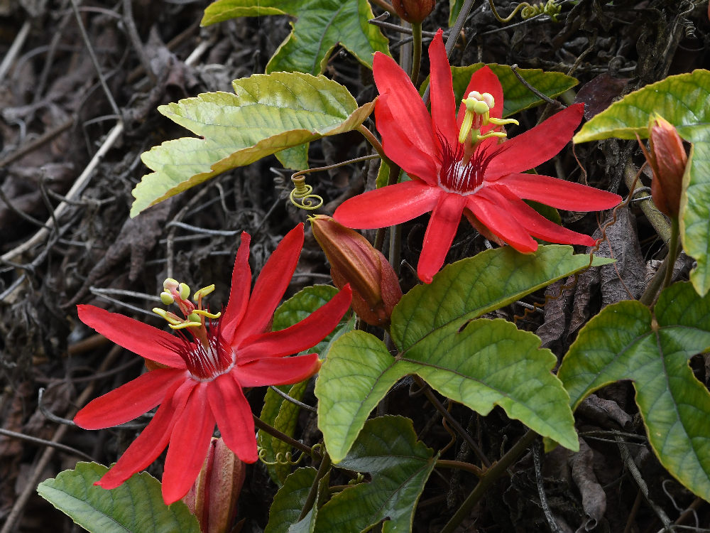 Passiflora.jpg