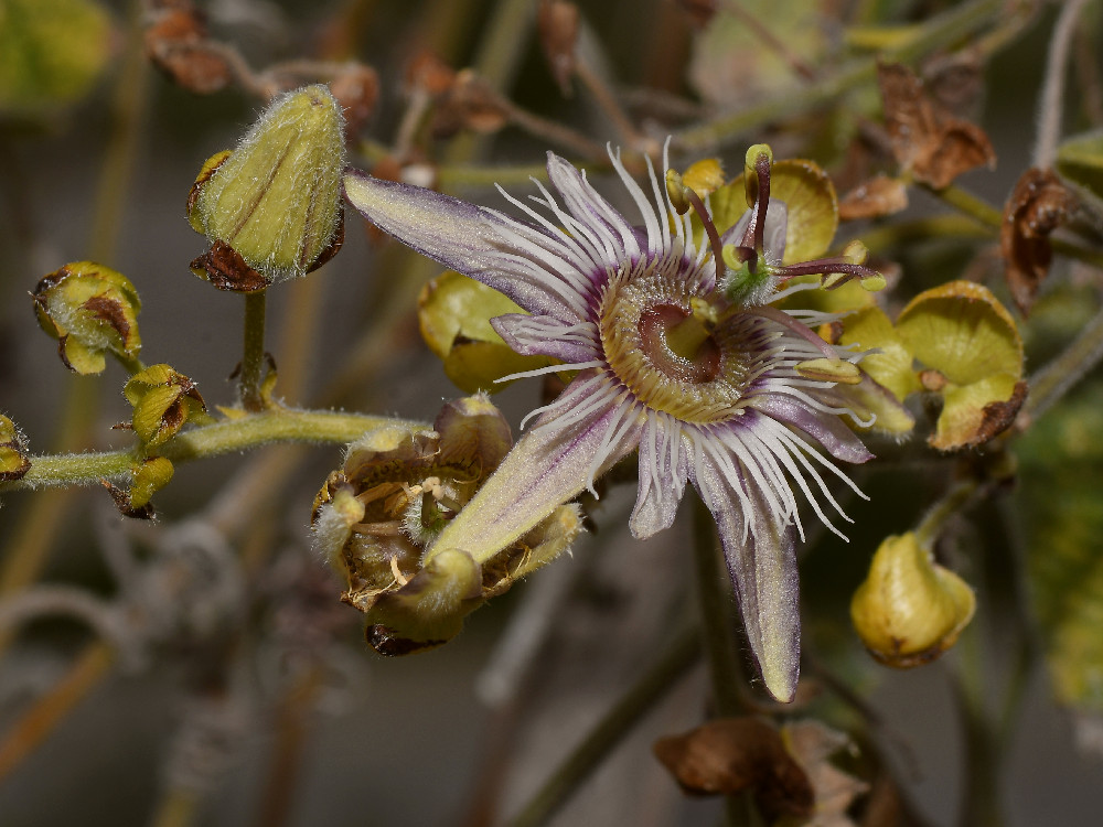 Passiflora.jpg