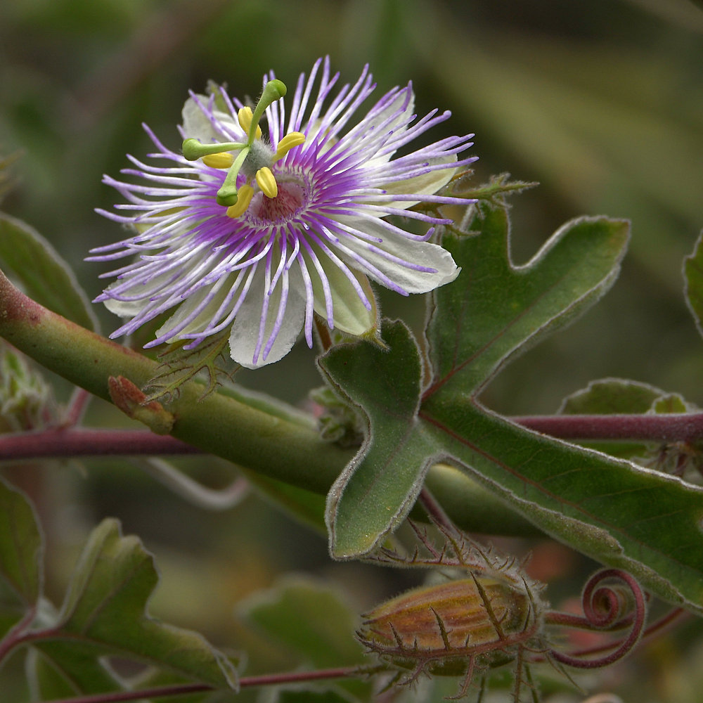 Passiflora.jpg