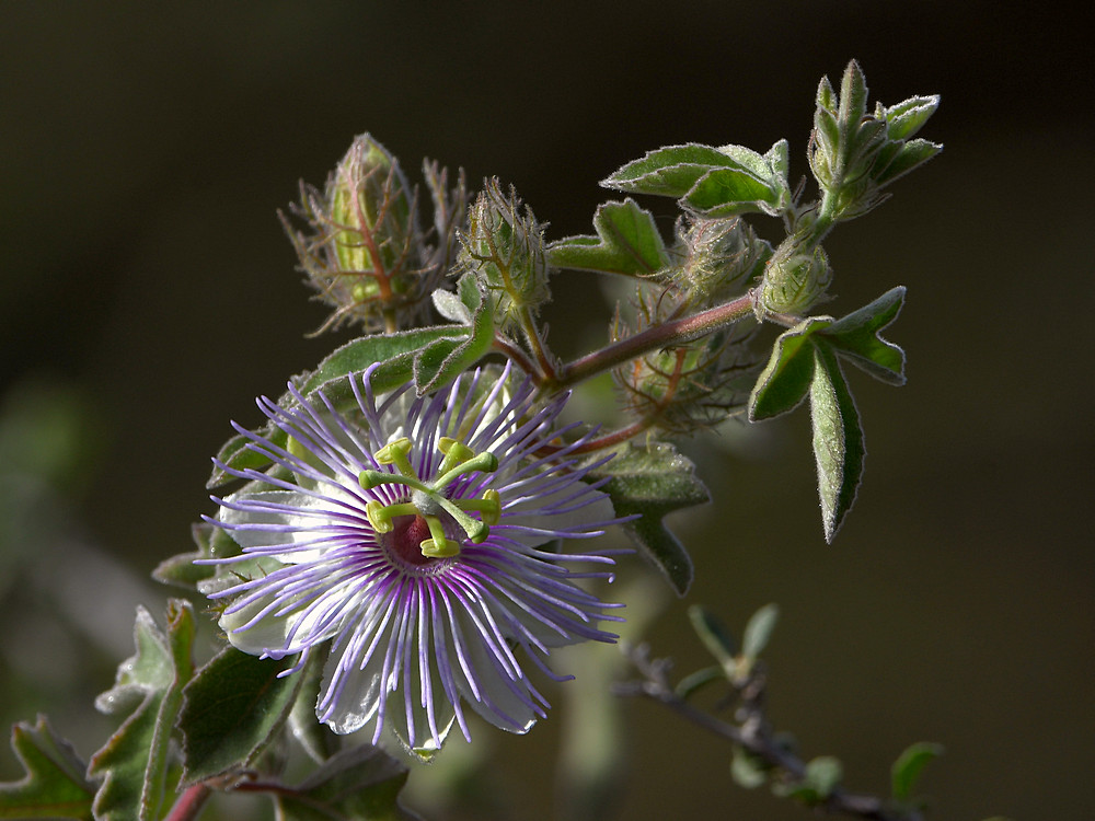 Passiflora.jpg