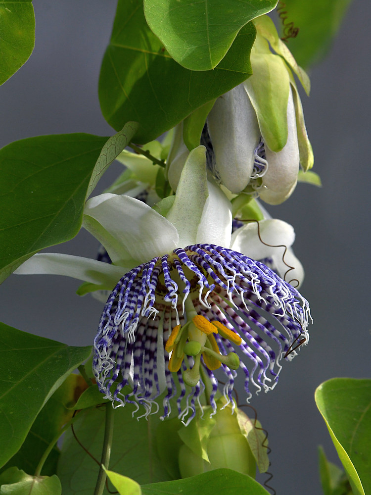 Passiflora.jpg