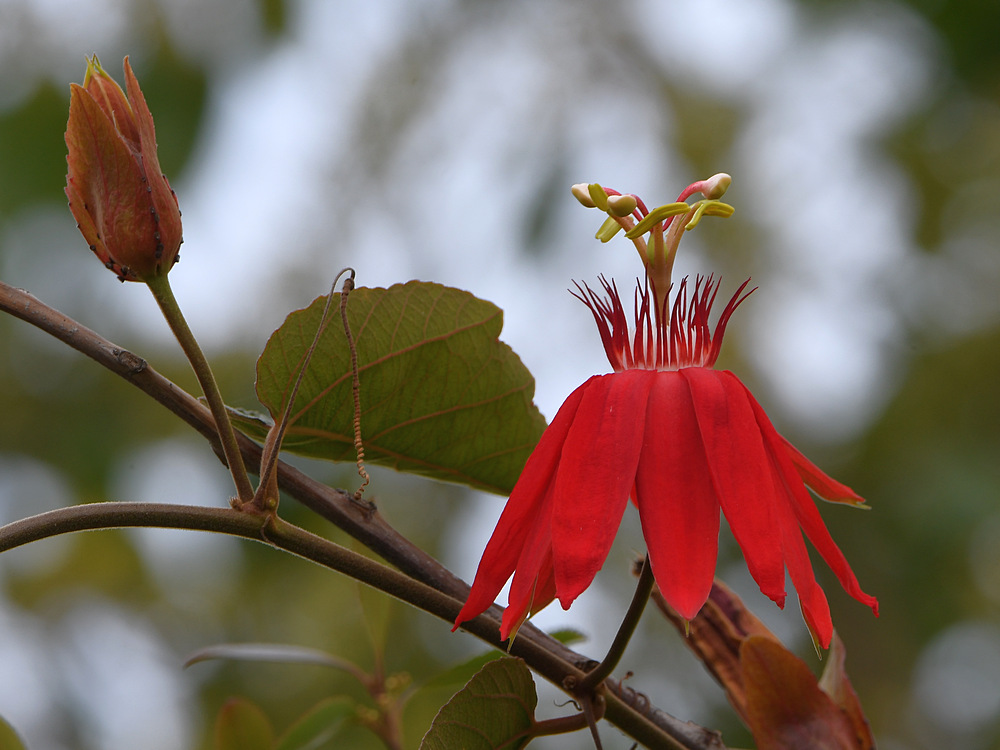 Passiflora.jpg