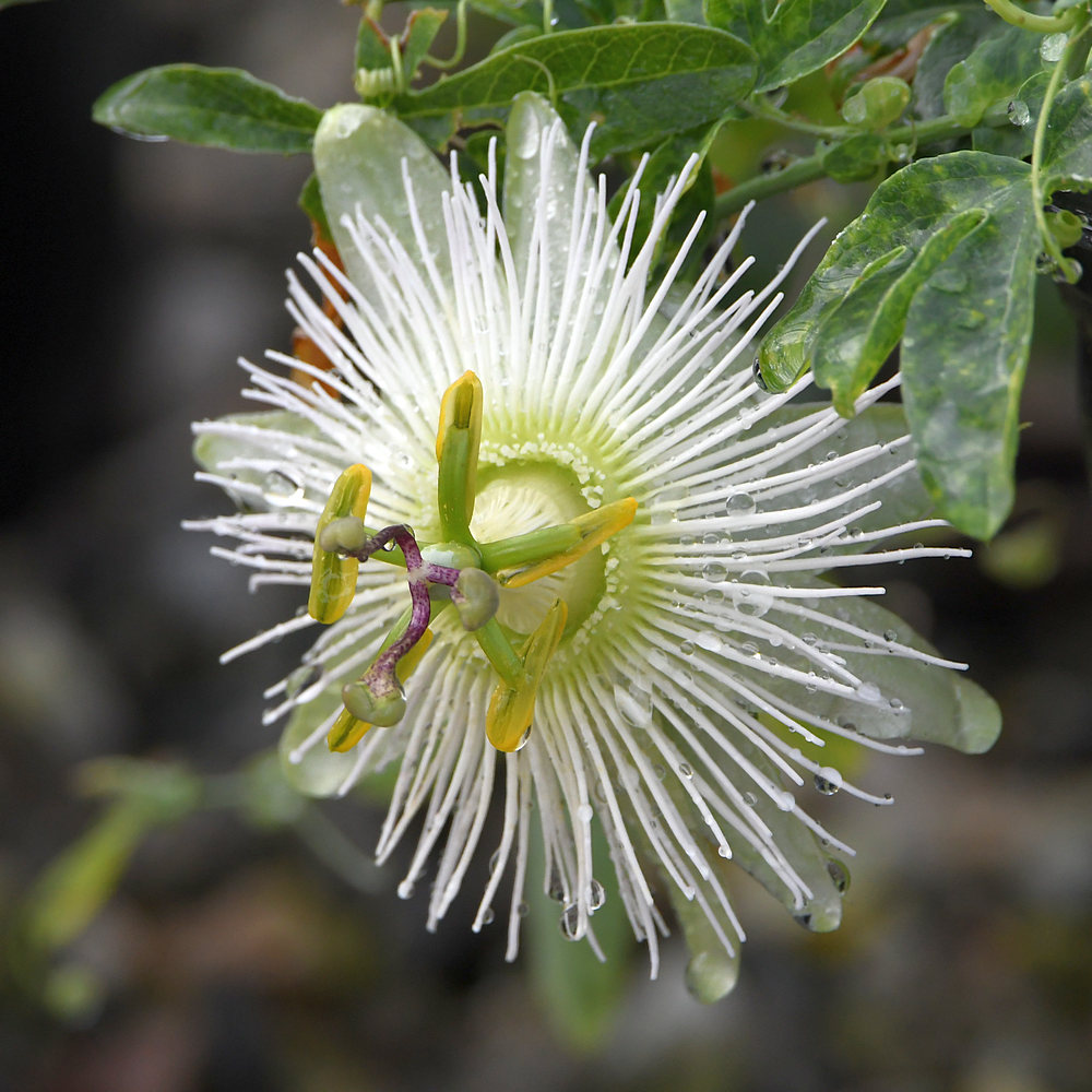 Passiflora.jpg