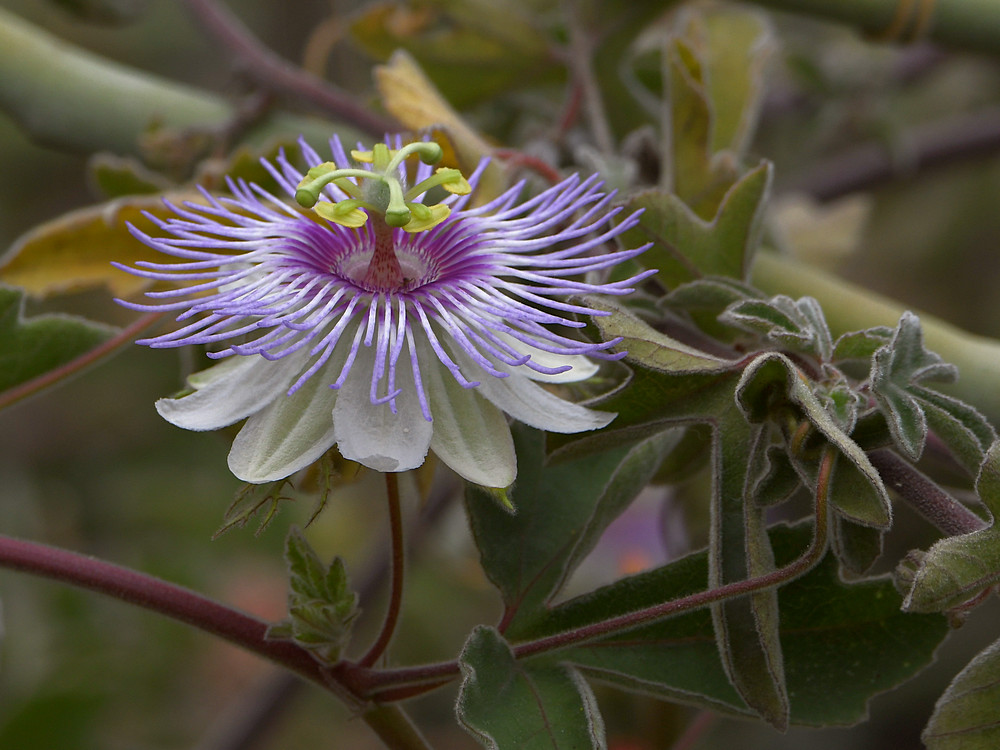Passiflora.jpg