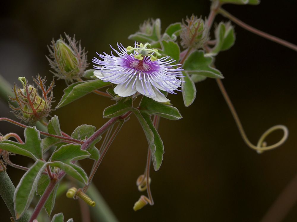 Passiflora.jpg