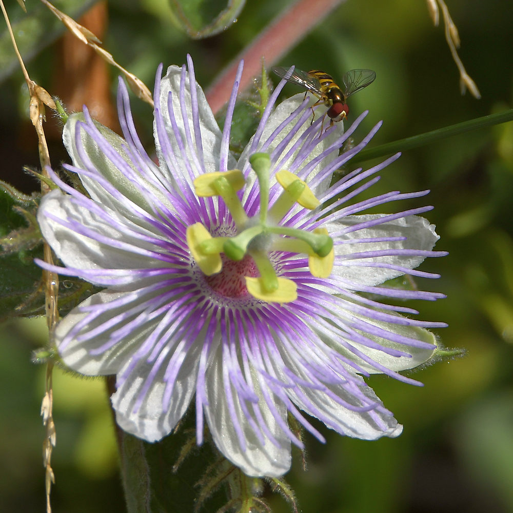 Passiflora.jpg