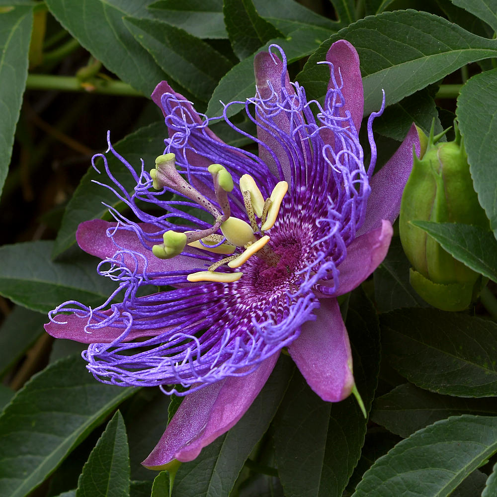 Passiflora.jpg