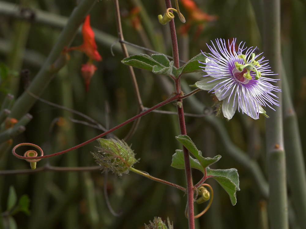 Passiflora.jpg