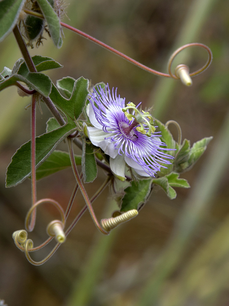 Passiflora.jpg
