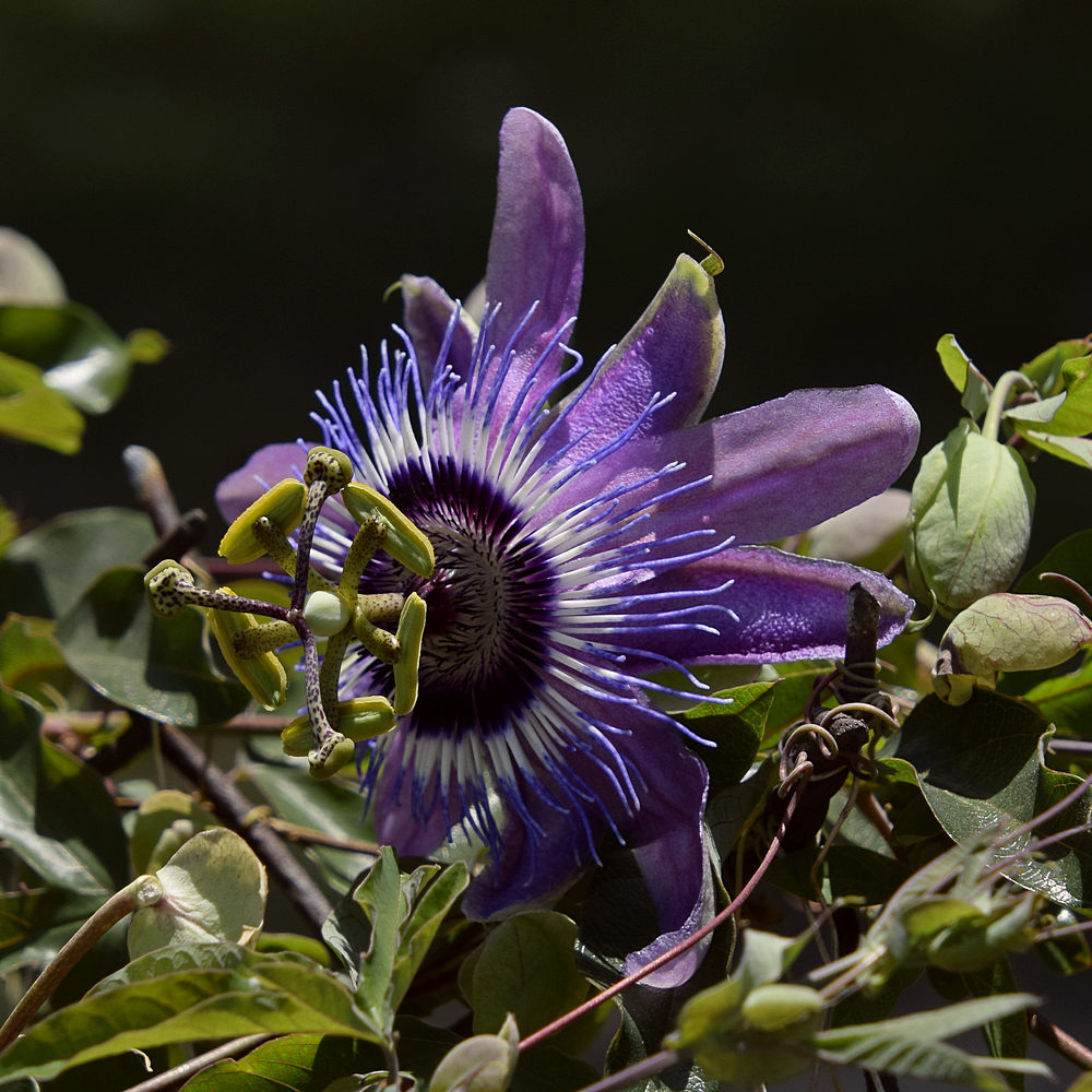 Passiflora.jpg