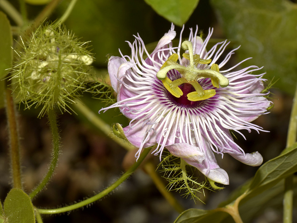 Passiflora.jpg