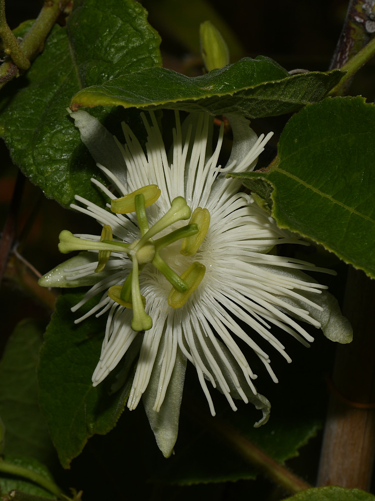 Passiflora.jpg