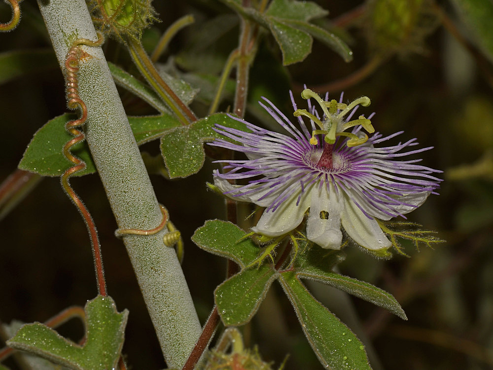 Passiflora.JPG