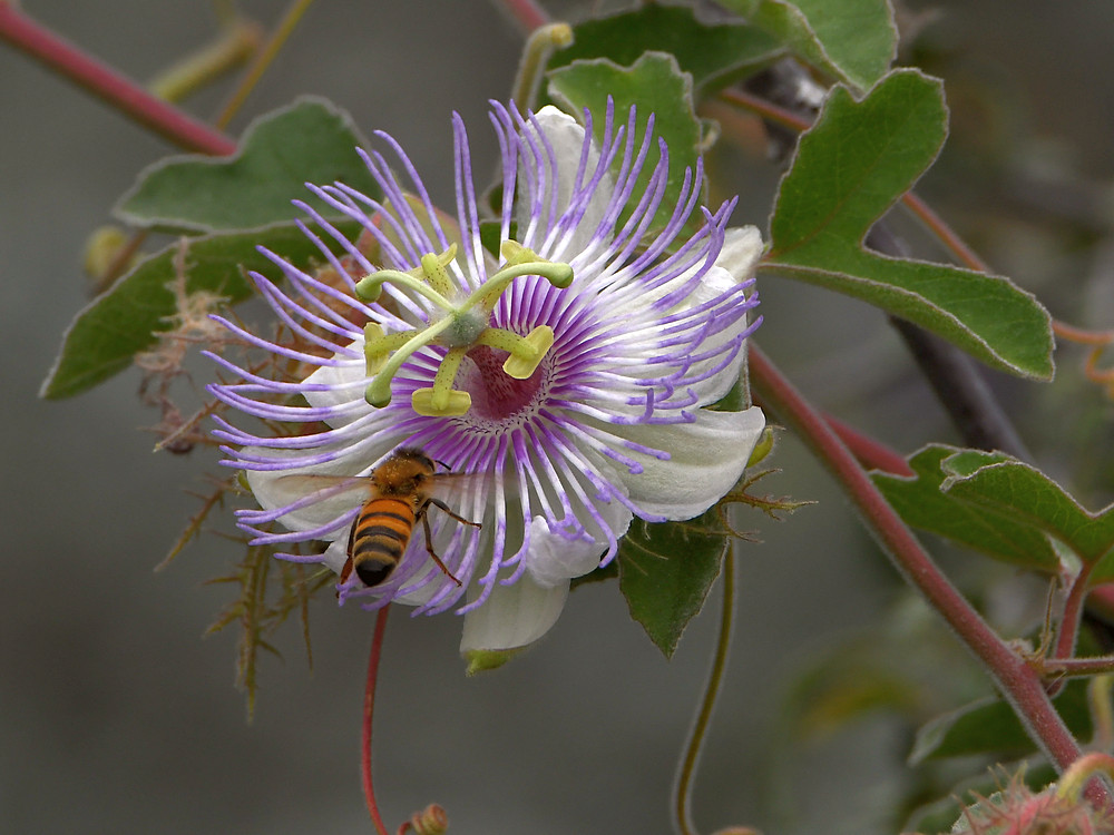 Passiflora.jpg