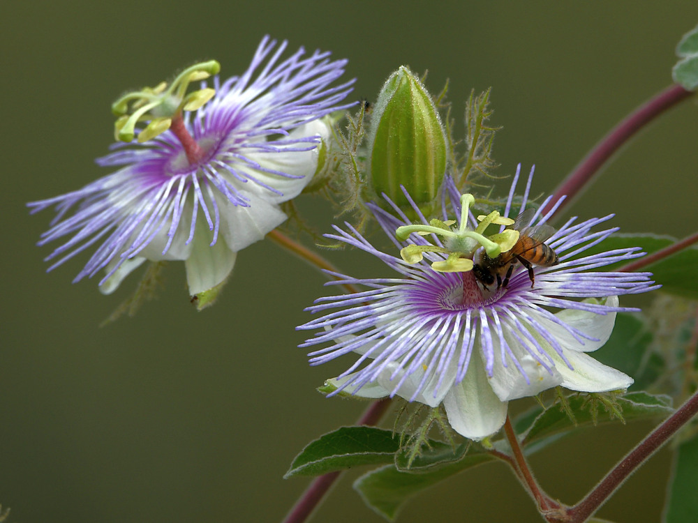 Passiflora.jpg
