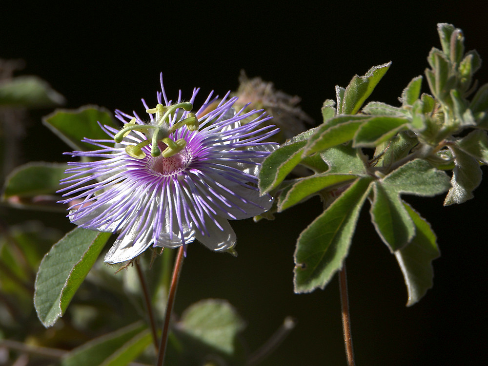 Passiflora.jpg