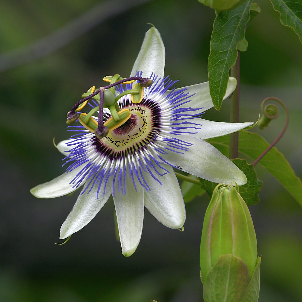 Passiflora.jpg