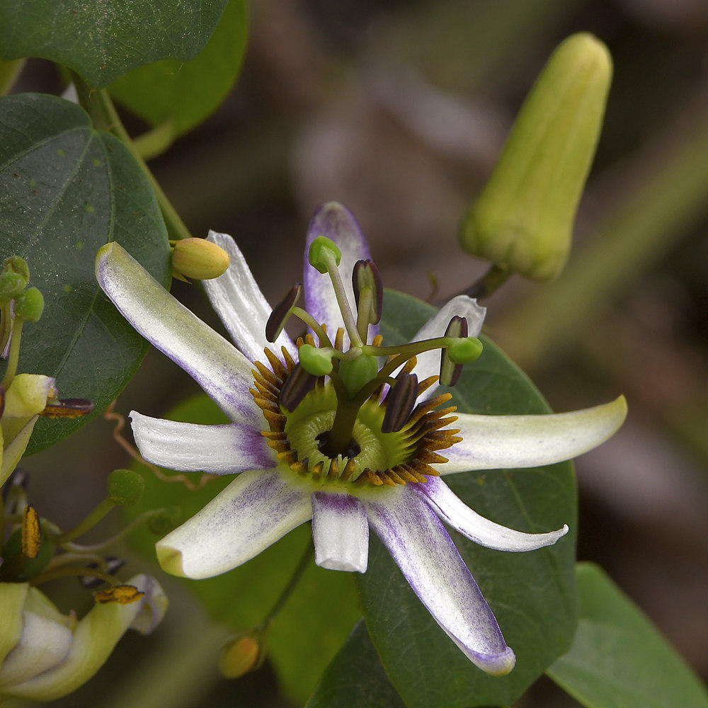 Passiflora.jpg
