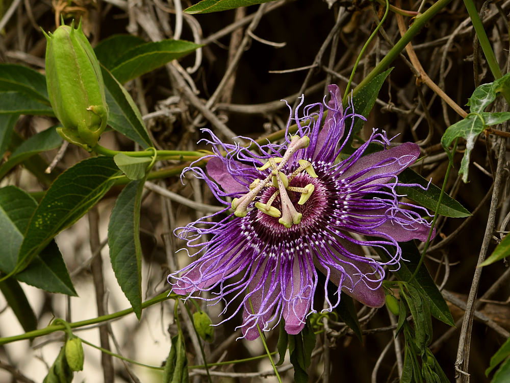 Passiflora.jpg