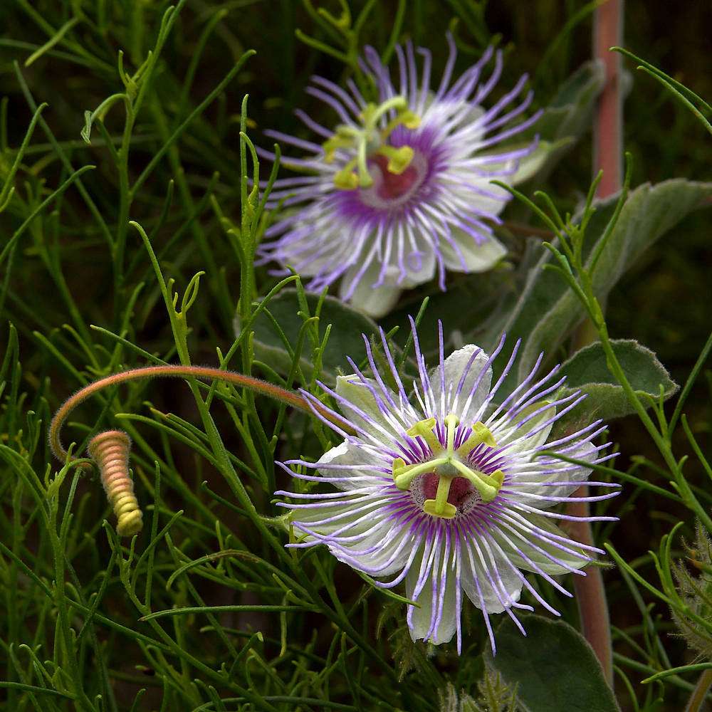 Passiflora.jpg