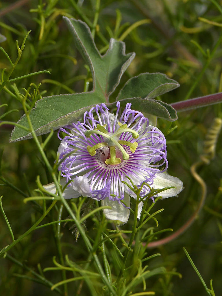 Passiflora.jpg