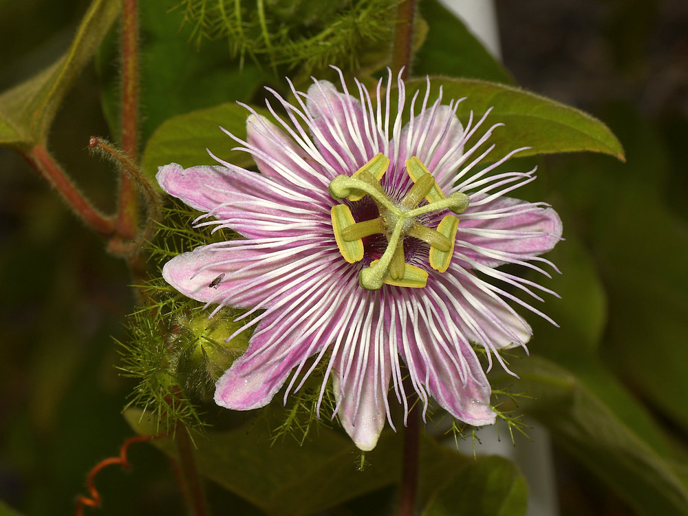 Passiflora.jpg