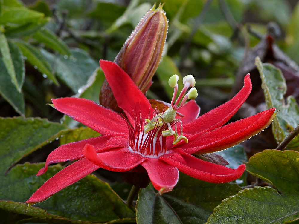 Passiflora.jpg