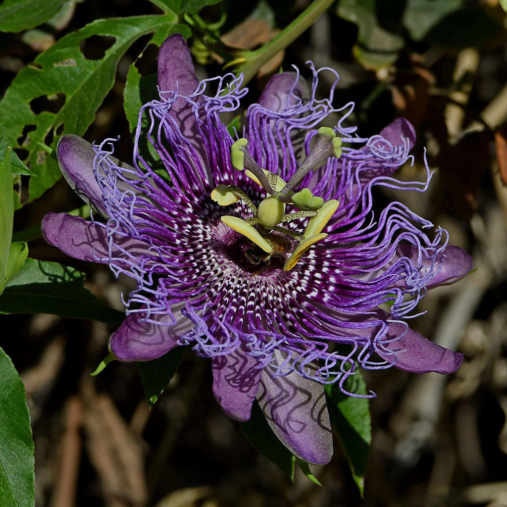 Passiflora.jpg
