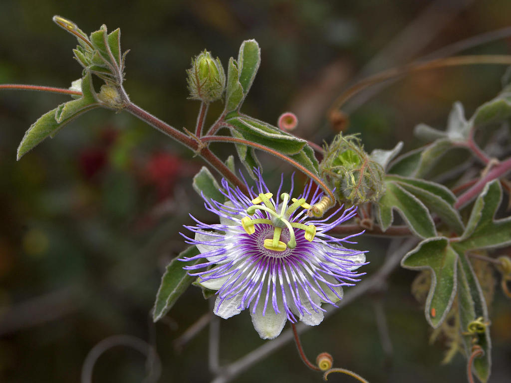 Passiflora.jpg