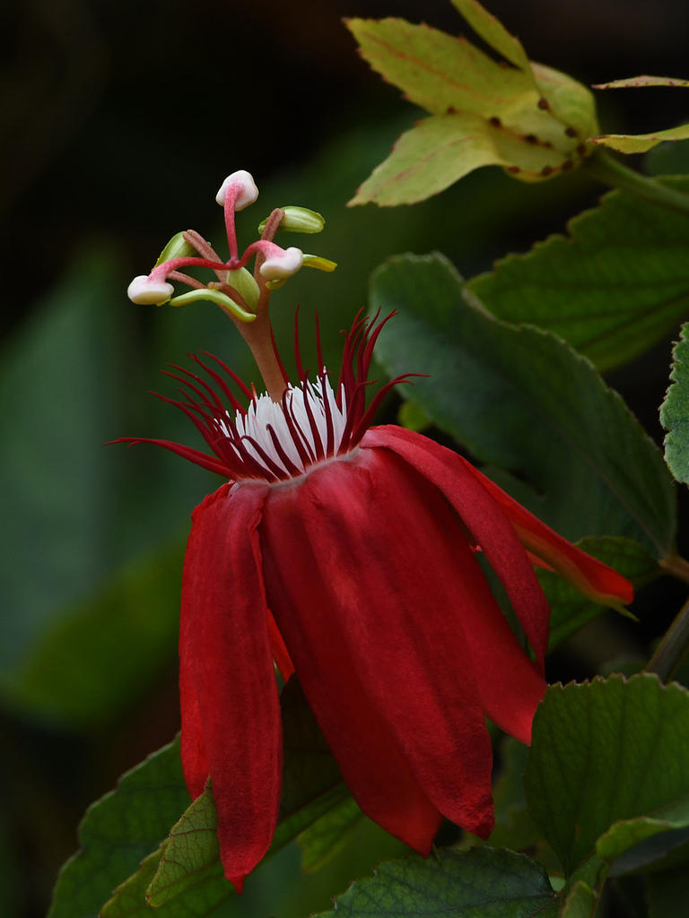 Passiflora.jpg
