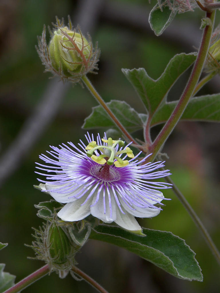 Passiflora.jpg