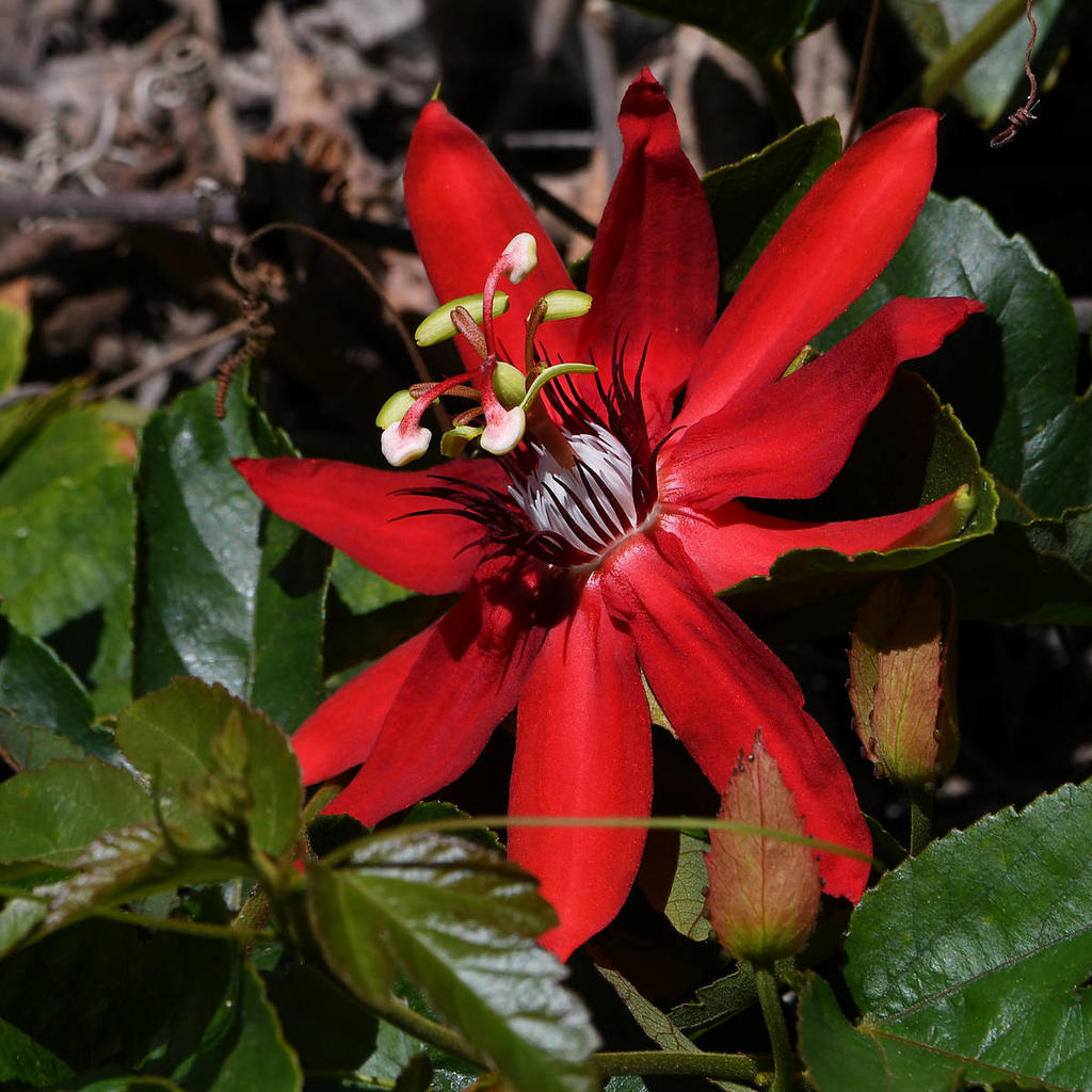 Passiflora.jpg