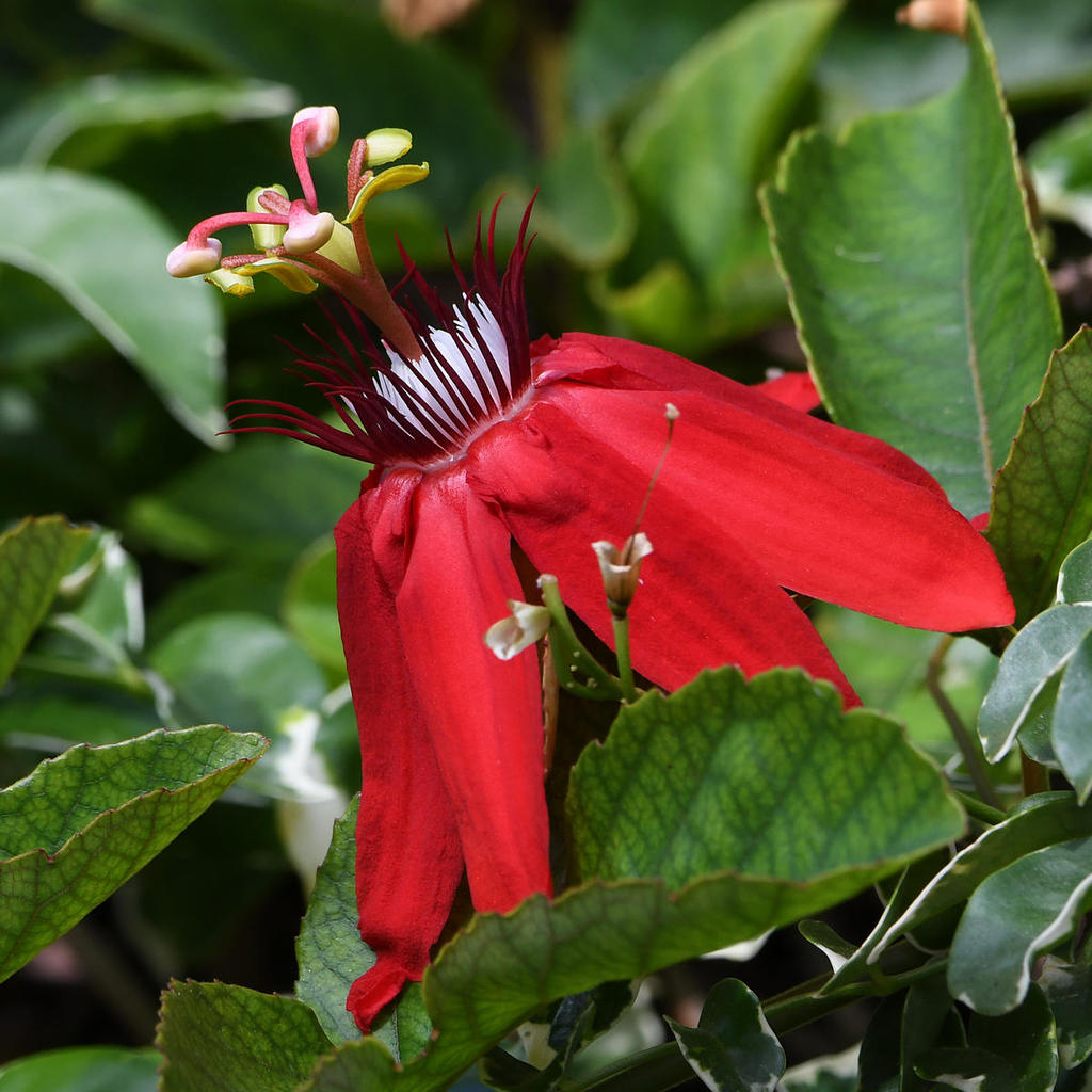 Passiflora.jpg