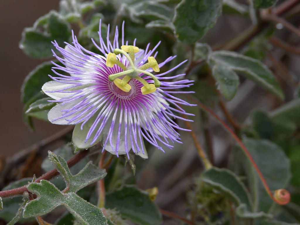 Passiflora.jpg
