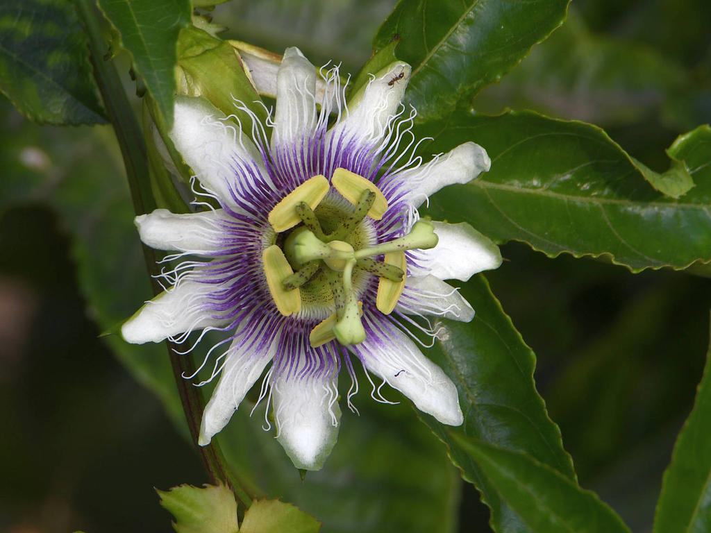 Passiflora.jpg