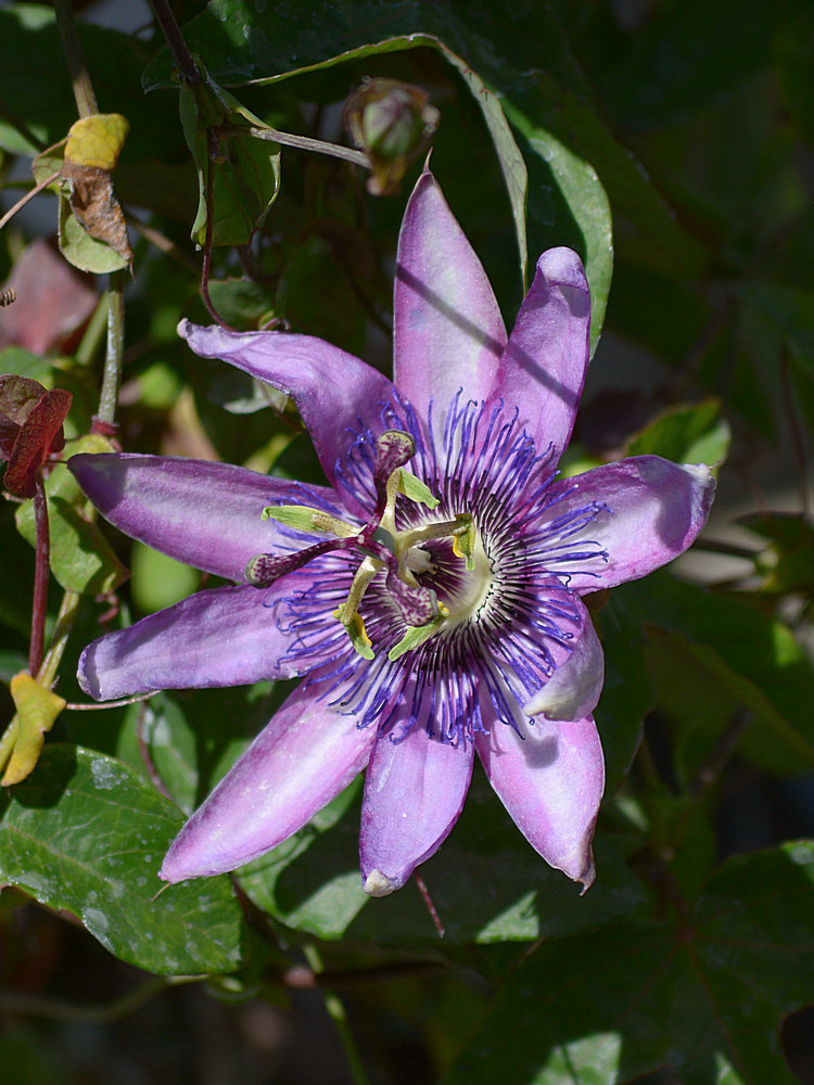 Passiflora.jpg