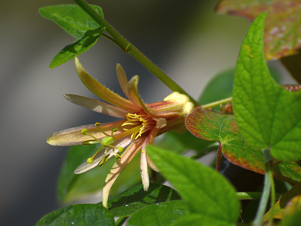 Passiflora.jpg