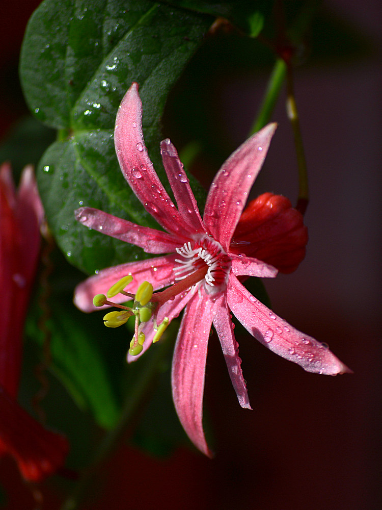 Passiflora.jpg