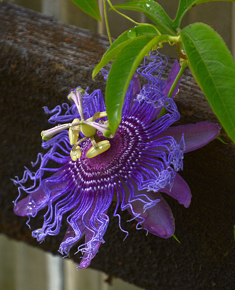 Passiflora.jpg